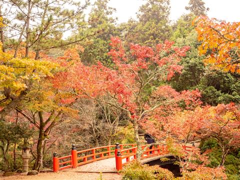 宮島紅葉谷公園へご案内いたします